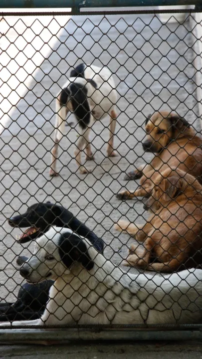 Os animais que estão no abrigo interagem entre si e ficam em um espaço com sombra e com sol, para aqueles que quiserem tomar seu 'banho de sol'