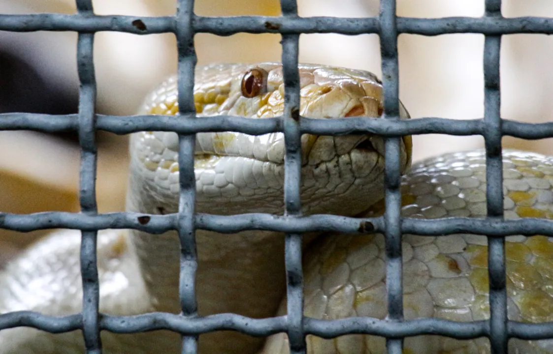 Olha a cobra! Especialistas explicam por que elas estão aparecendo