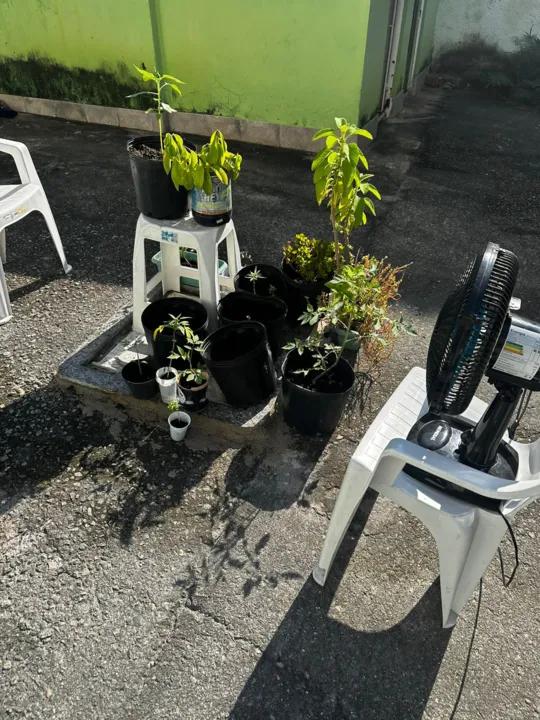 Estufa caseira foi encontrada no bairro de São Domingos, em Niterói