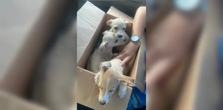 Homem é flagrado abandonando filhotes de cachorro na Zona Oeste