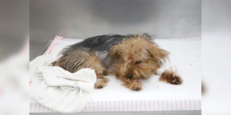 Cachorros da população que necessita são atendidos a preços populares no ambulatório do local 