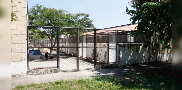 Os animais são divididos em alguns critérios para uma boa convivência, os mais agressivos, por exemplo, ficam mais afastados dos demais para que não haja briga 