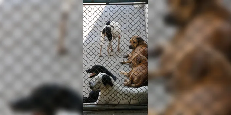Os animais que estão no abrigo interagem entre si e ficam em um espaço com sombra e com sol, para aqueles que quiserem tomar seu 'banho de sol'