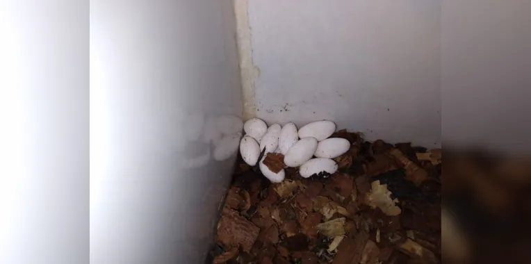 Os ovos só foram descobertos no começo de abril 