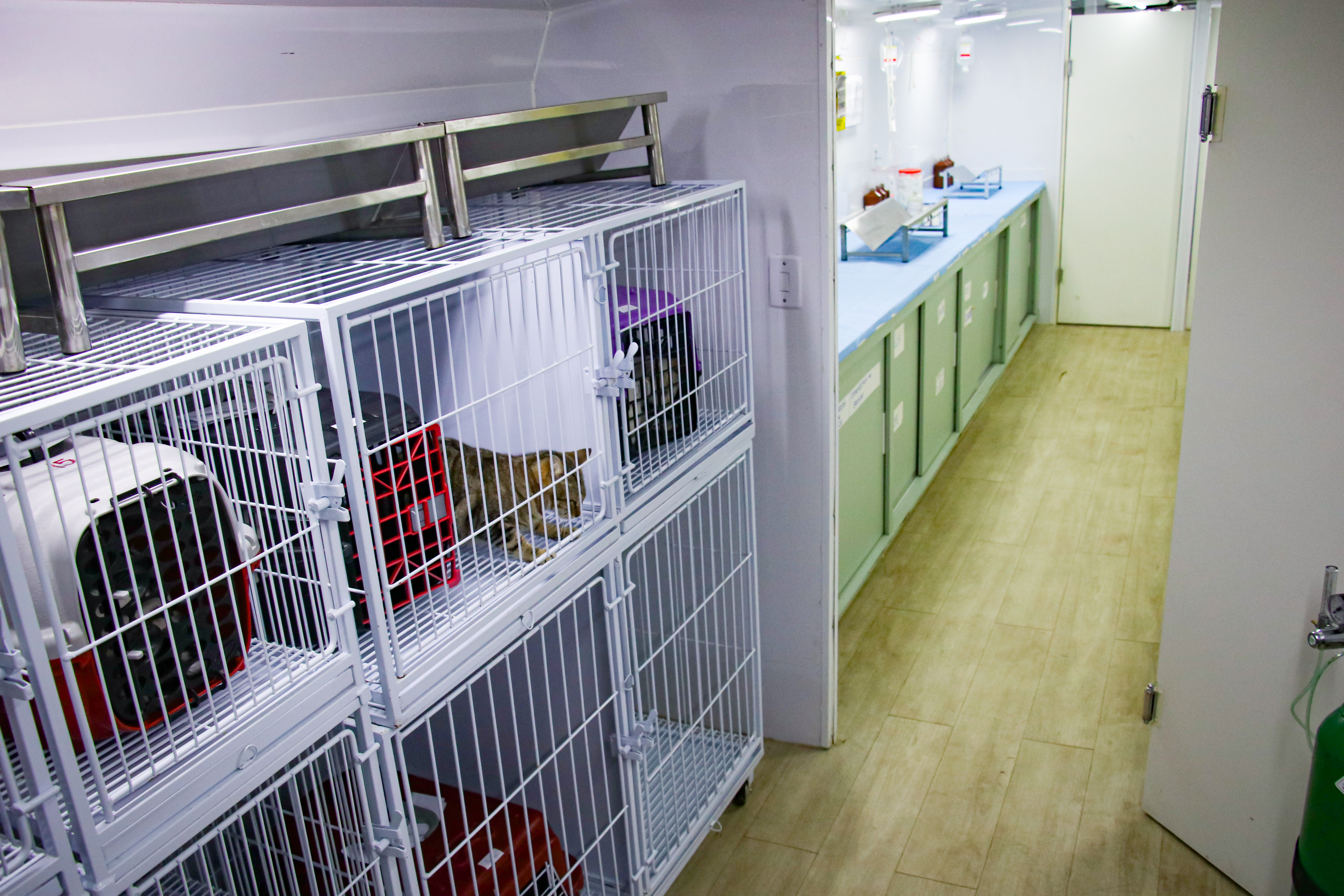 O Castramóvel conta com uma estrutura para realização de cirurgias e para a recuperação do animal