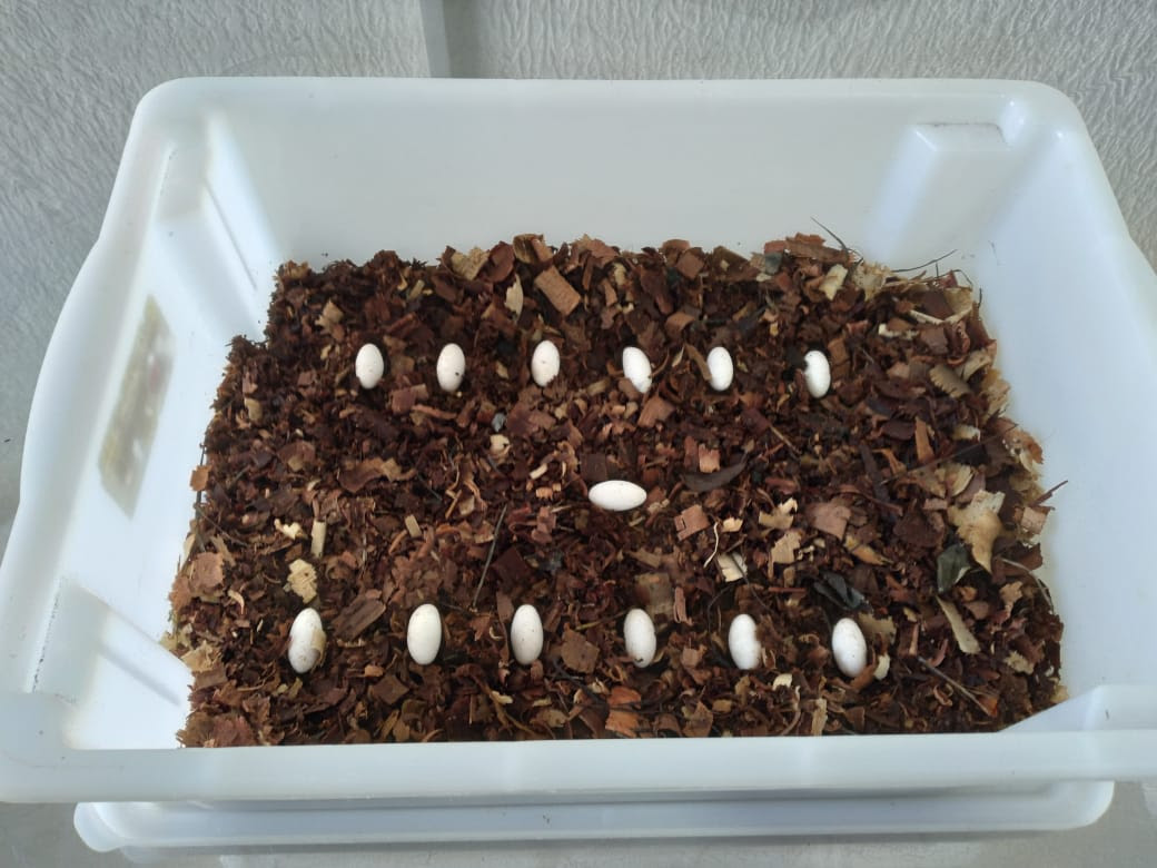 Os 13 ovos podem ser filhotes de lagarto raro