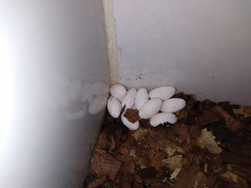 Os ovos só foram descobertos no começo de abril