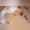 Imagem ilustrativa da imagem Crueldade em SP: cavalo morre após mutilação e caso gera revolta