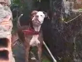 Escapadas e ataques de pit bull preocupam em Niterói