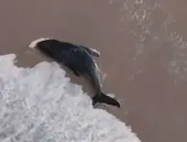 Filhote de baleia-jubarte é salvo em Arraial do Cabo; vídeo