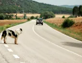 Só porque vai viajar, vai me abandonar?