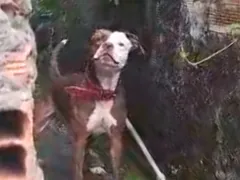 Escapadas e ataques de pit bull preocupam em Niterói