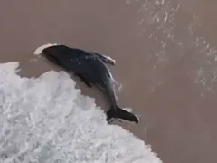 Filhote de baleia-jubarte é salvo em Arraial do Cabo; vídeo