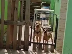 Pastor de templo em Itaipuaçu é detido acusado de maltratar animais