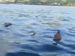 Tartarugas mortas em rede fantasma no mar de Niterói
