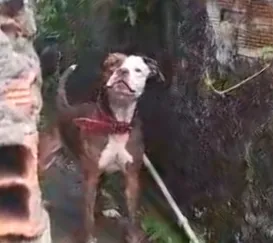 Escapadas e ataques de pit bull preocupam em Niterói