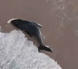 Filhote de baleia-jubarte é salvo em Arraial do Cabo; vídeo