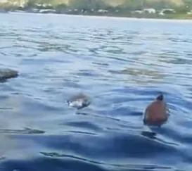 Tartarugas mortas em rede fantasma no mar de Niterói