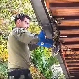 Cobra de dois metros é encontrada em casa na Região Oceânica de Niterói