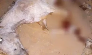 Imagem ilustrativa da imagem Crueldade em SP: cavalo morre após mutilação e caso gera revolta