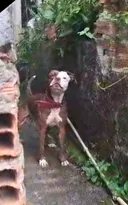 Imagem ilustrativa da imagem Escapadas e ataques de pit bull preocupam em Niterói
