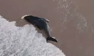Imagem ilustrativa da imagem Filhote de baleia-jubarte é salvo em Arraial do Cabo; vídeo