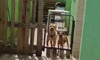 Imagem ilustrativa da imagem Pastor de templo em Itaipuaçu é detido acusado de maltratar animais