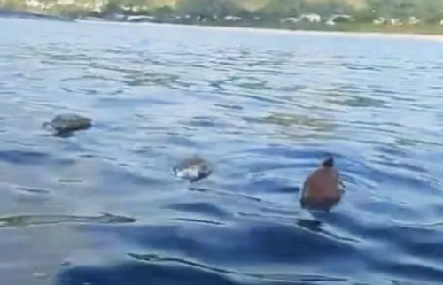 Tartarugas mortas em rede fantasma no mar de Niterói