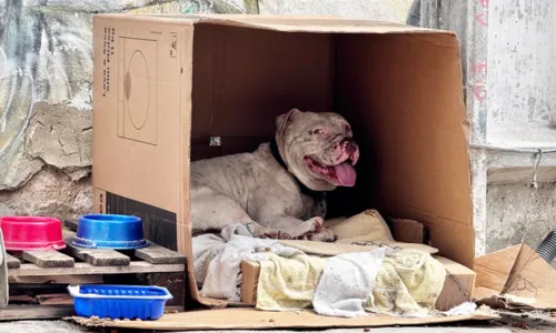 Moradores improvisaram uma casinha para o animal