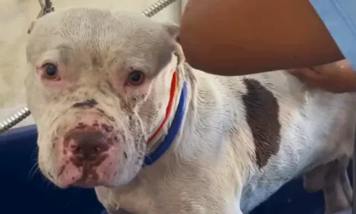 Thor chegou a ser adotado, mas acabou devolvido ao lar temporário e agora necessita de auxílio veterinário