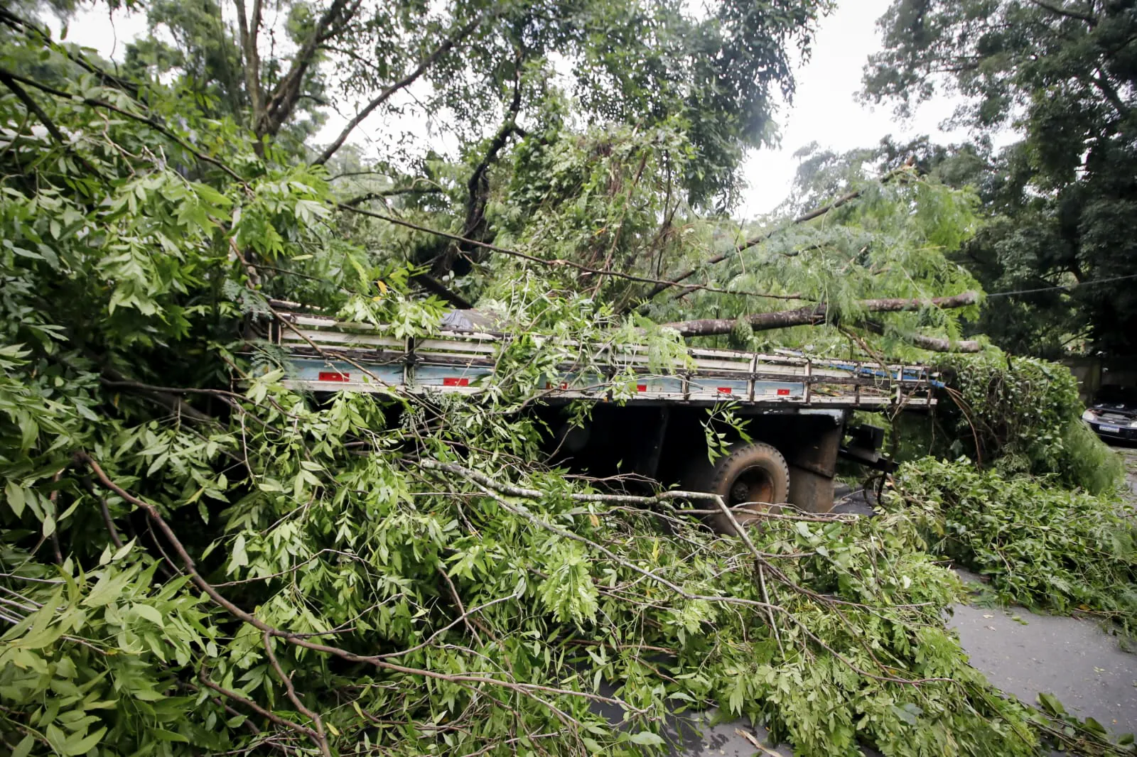 Caminhão estacionado foi coberto por galhos de uma árvore