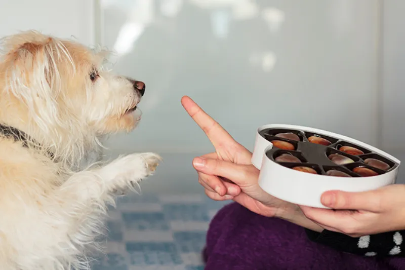 Cães e gatos podem ser intoxicados com chocolates