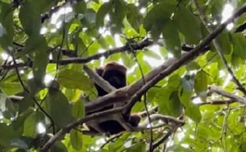 Macaco Bugio-Ruivo está ameaçado de extinção