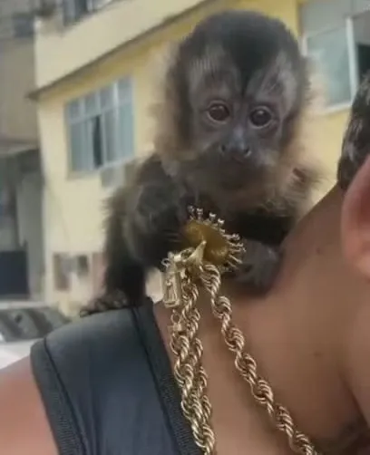 Filhotes de macaco são anunciados ilegalmente na internet