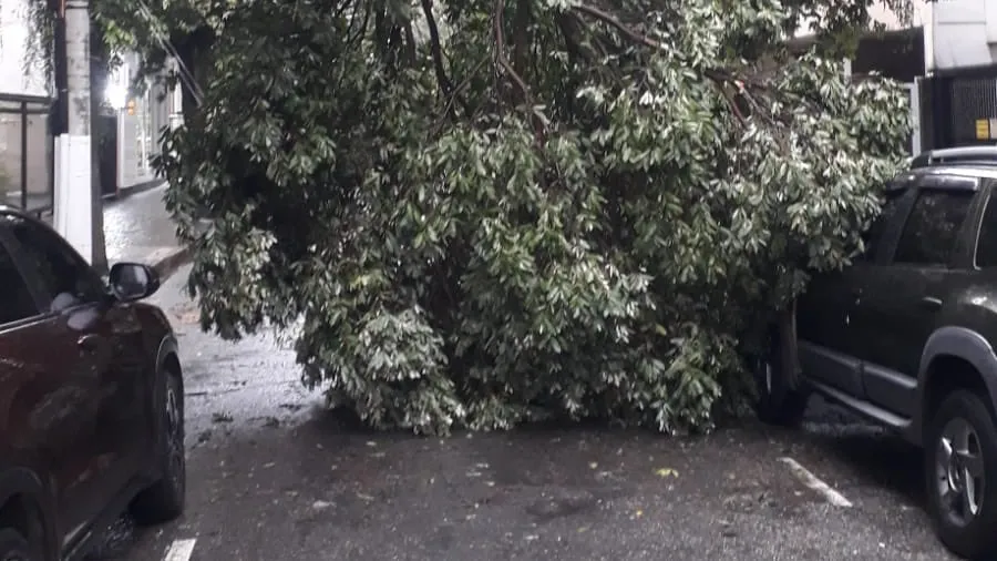 Queda de árvore interditou rua Mariz e Barros, em Icaraí
