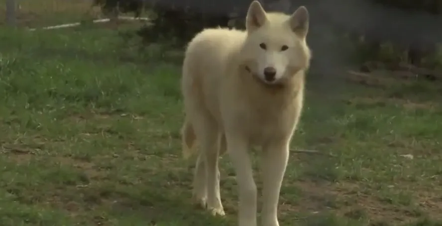 Os híbridos de cães-lobos podem apresentar comportamento imprevisível