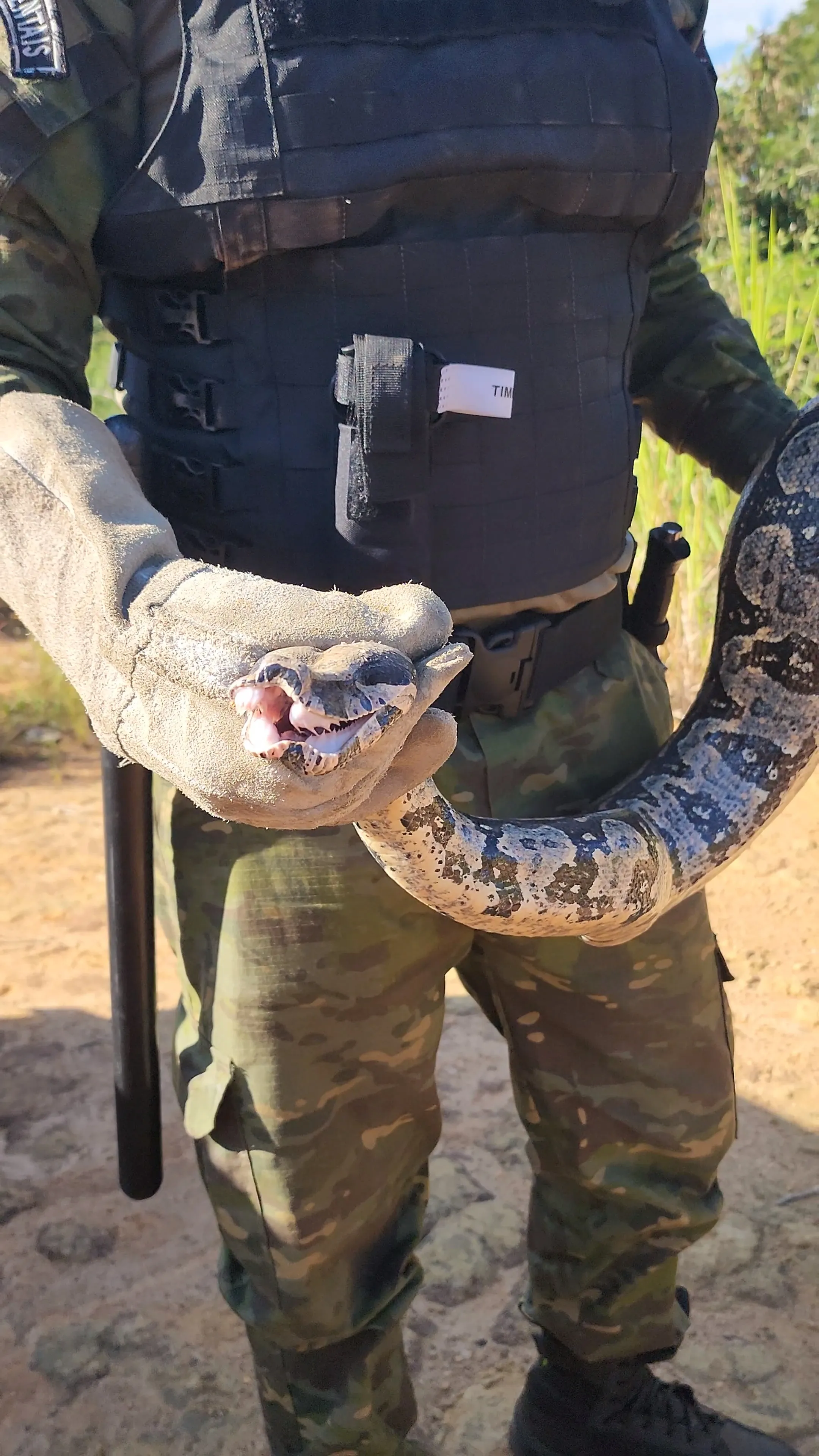 O réptil foi resgatado por guardas de Defesa Ambiental de Maricá