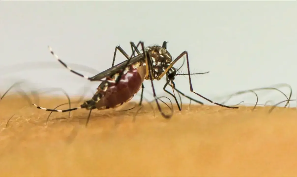 Atualmente, 90 países registram transmissão ativa de dengue