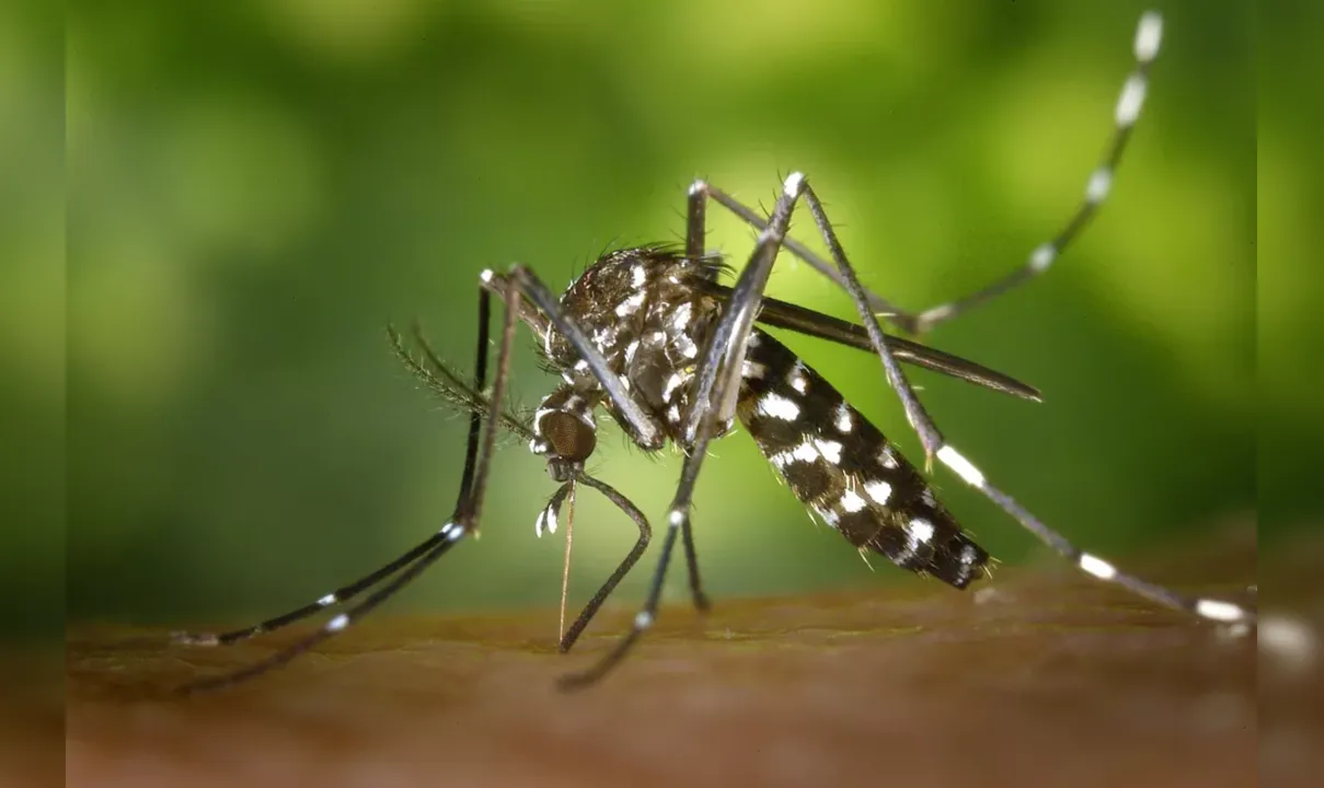 Aedes aegypti é o responsável pela transmissão da dengue, zika e chikungunya