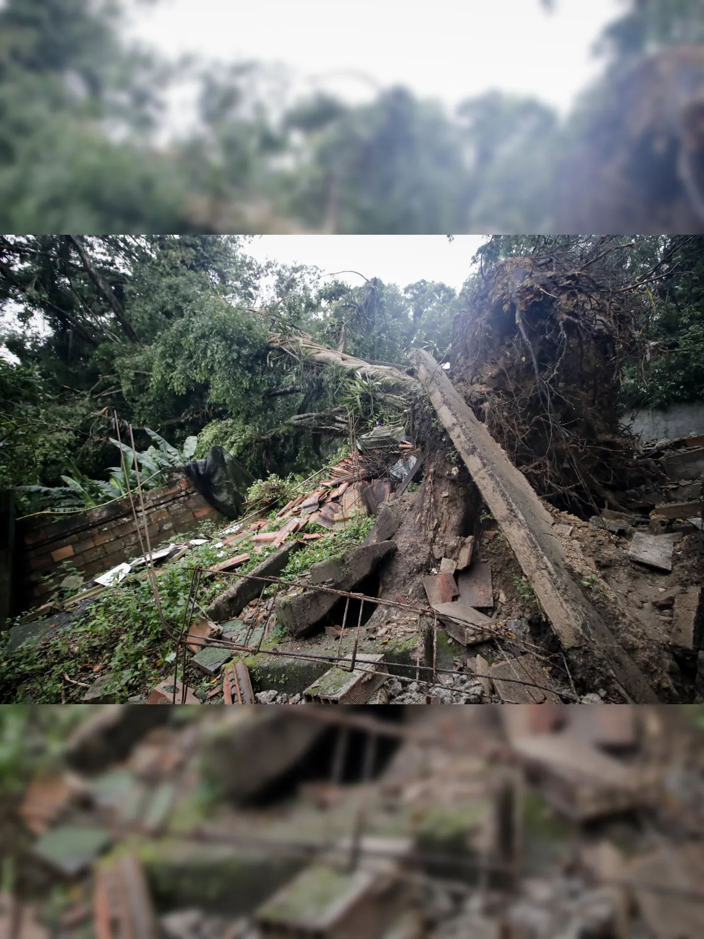 Queda de árvore danificou muro de residência