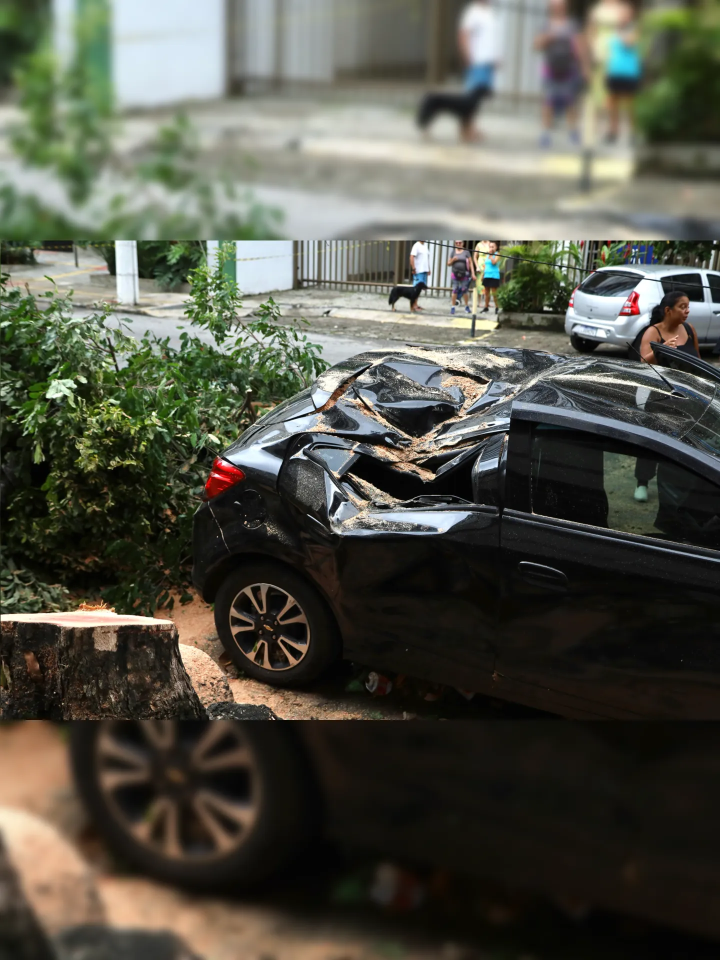 Carro ficou destruído após a queda da árvore