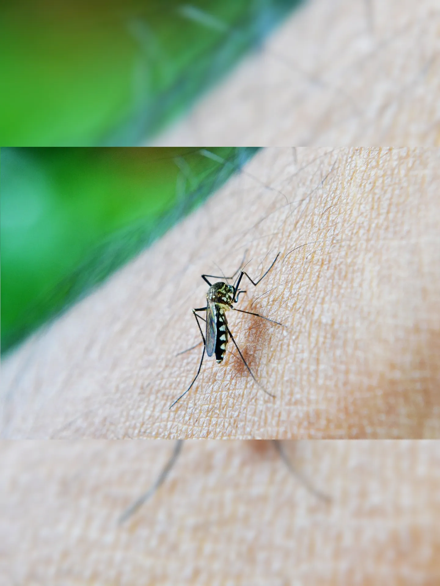 Na última semana, o primeiro caso de dengue do tipo 4 foi registrado após cinco anos