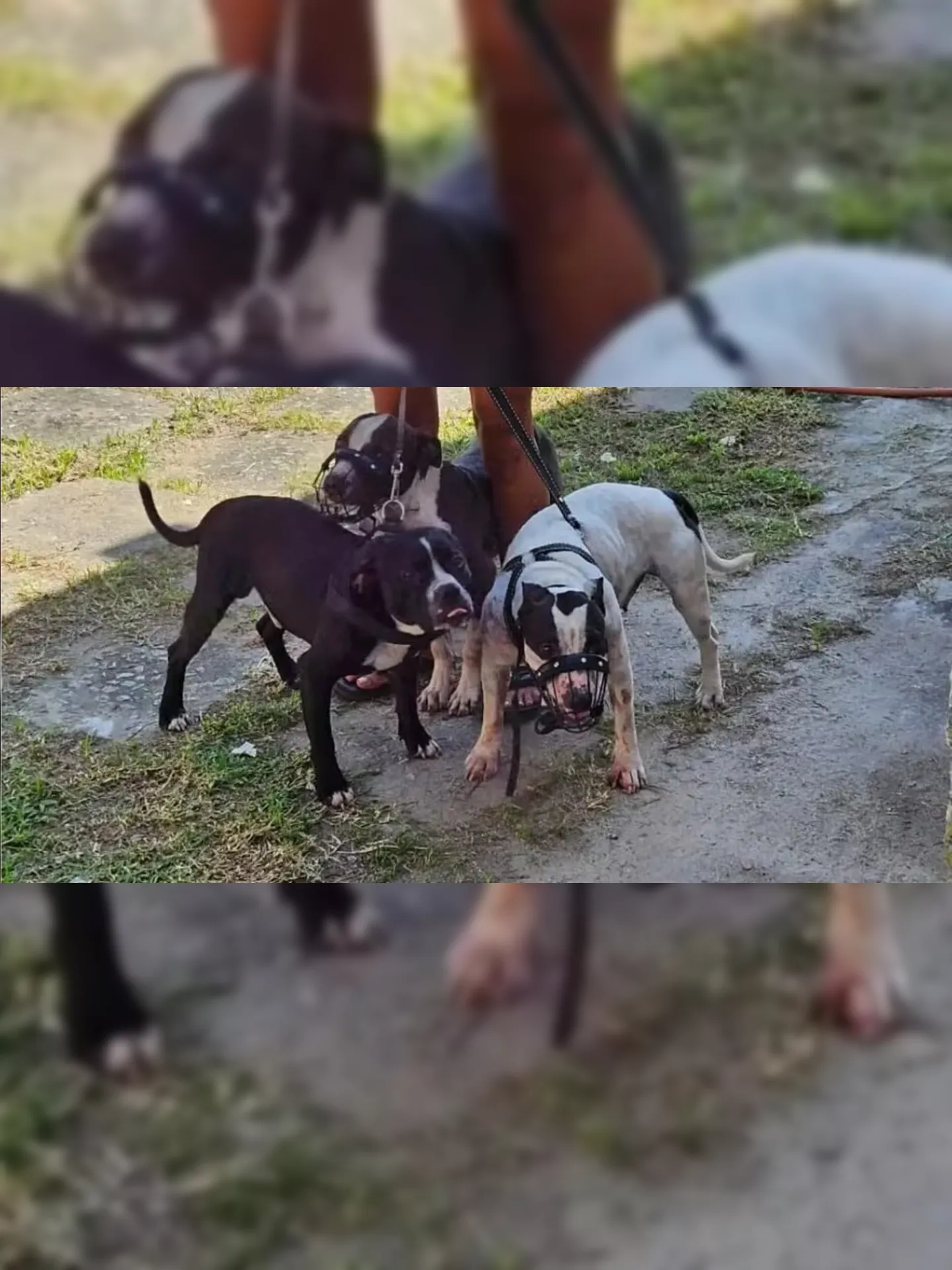 Cães foram apreendidos e recolhidos junto à Secretaria de Proteção Animal do Município de Saquarema