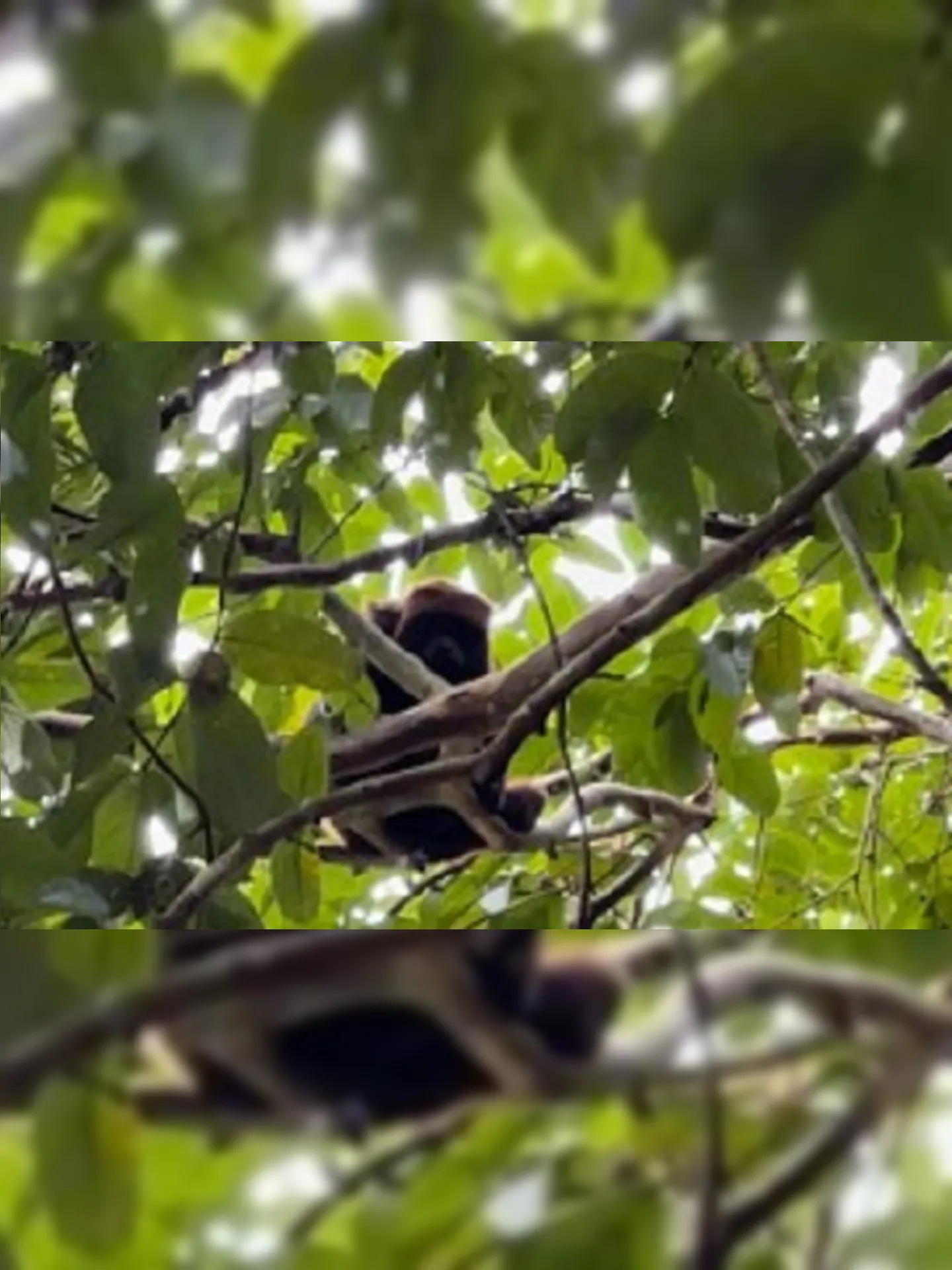Macaco Bugio-Ruivo está ameaçado de extinção