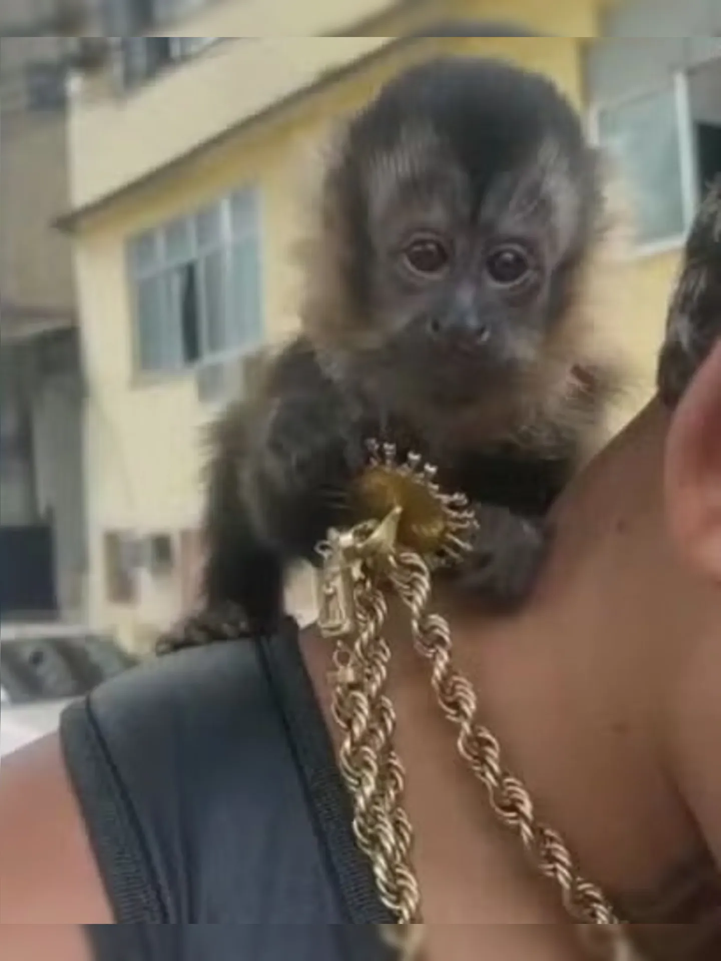 Filhotes de macaco são anunciados ilegalmente na internet