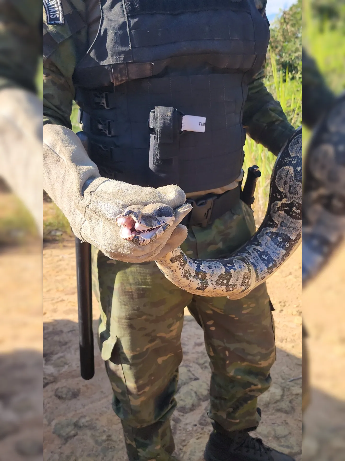 O réptil foi resgatado por guardas de Defesa Ambiental de Maricá