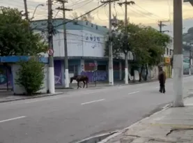 Imagem ilustrativa da imagem Cavalos soltos na rua levam perigo em pleno Centro de Niterói