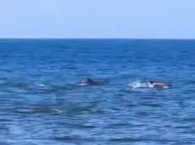 Imagem ilustrativa da imagem Fofura! Grupo de golfinhos dá um show em praia de Niterói