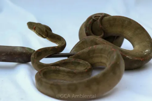 A guarda ambiental foi acionada e efetuou o resgate do animal