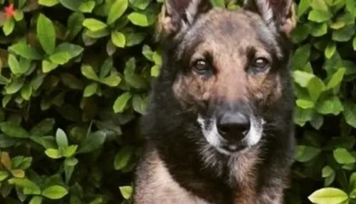 O cão já atuou em patrulhamentos, ações de guarda e proteção, e participou de grandes eventos